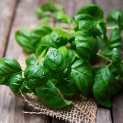 Basil Seeds - Sweet Basil (common)