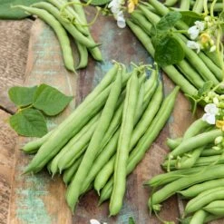 Bean Seeds (Pole) - Blue Lake FM1K