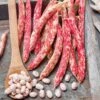 Borlotto Bush Bean Seeds: High-Yield Heirloom for Fresh or Dry Harvest