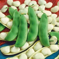 Early Thorogreen Bush Lima Bean Seeds - High-Yield Baby Heirloom