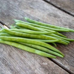 Elegance Bush Bean Seeds - Easy to Grow Non-Climbing Vegetable Garden Seeds