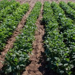 Elegance Bush Bean Seeds - Easy to Grow Non-Climbing Vegetable Garden Seeds -Eden Brothers Shop bean elegance pls 4