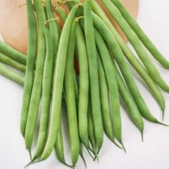Greencrop Bush Bean Seeds - Heirloom Early Maturing Snap Beans