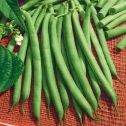 Harvester Bush Bean Seeds - Easy-to-Grow Heirloom for High Yields