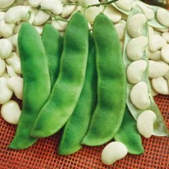 Henderson Bush Lima Bean Seeds - Heirloom Vegetable Garden Seeds