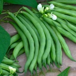 Kentucky Wonder 125 Heirloom Bush Bean Seeds - High Yield Early Harvest
