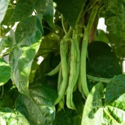 Kentucky Wonder 125 Heirloom Bush Bean Seeds - High Yield Early Harvest -Eden Brothers Shop bean kentucky wonder 125 shk 3
