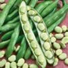 Bean Seeds (Organic) - Broad Windsor