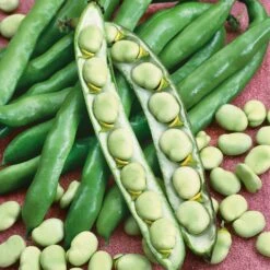Bean Seeds (Organic) - Broad Windsor