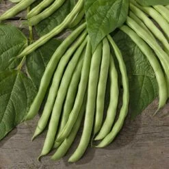 Bean Seeds (Organic) - Contender