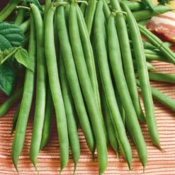 Bean Seeds (Organic - Bush) - Provider