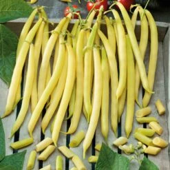 Pencil Pod Wax Bean Seeds - High-Yielding Heirloom Bush Beans