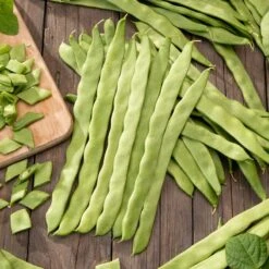 Romano Bush Bean Seeds - Stringless Italian Flat Beans for Gardening