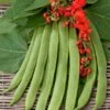 Bean Seeds (Runner) - Scarlet Emperor