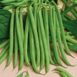 Bean Seeds (Bush) - Slenderette