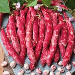 Tongue of Fire Heirloom Bush Bean Seeds - High Yielding Garden Vegetable