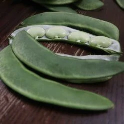 Burpee Improved Bush Lima Bean Seeds - High-Yield Heirloom Variety