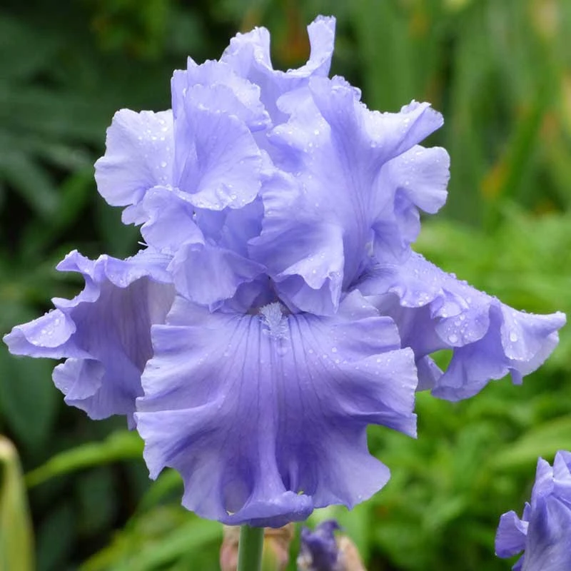 Abiqua Falls Bearded Iris Bulbs - Premium Blue Spring Flowers 1 Abiqua Falls Bearded Iris Bulbs - Premium Blue Spring Flowers