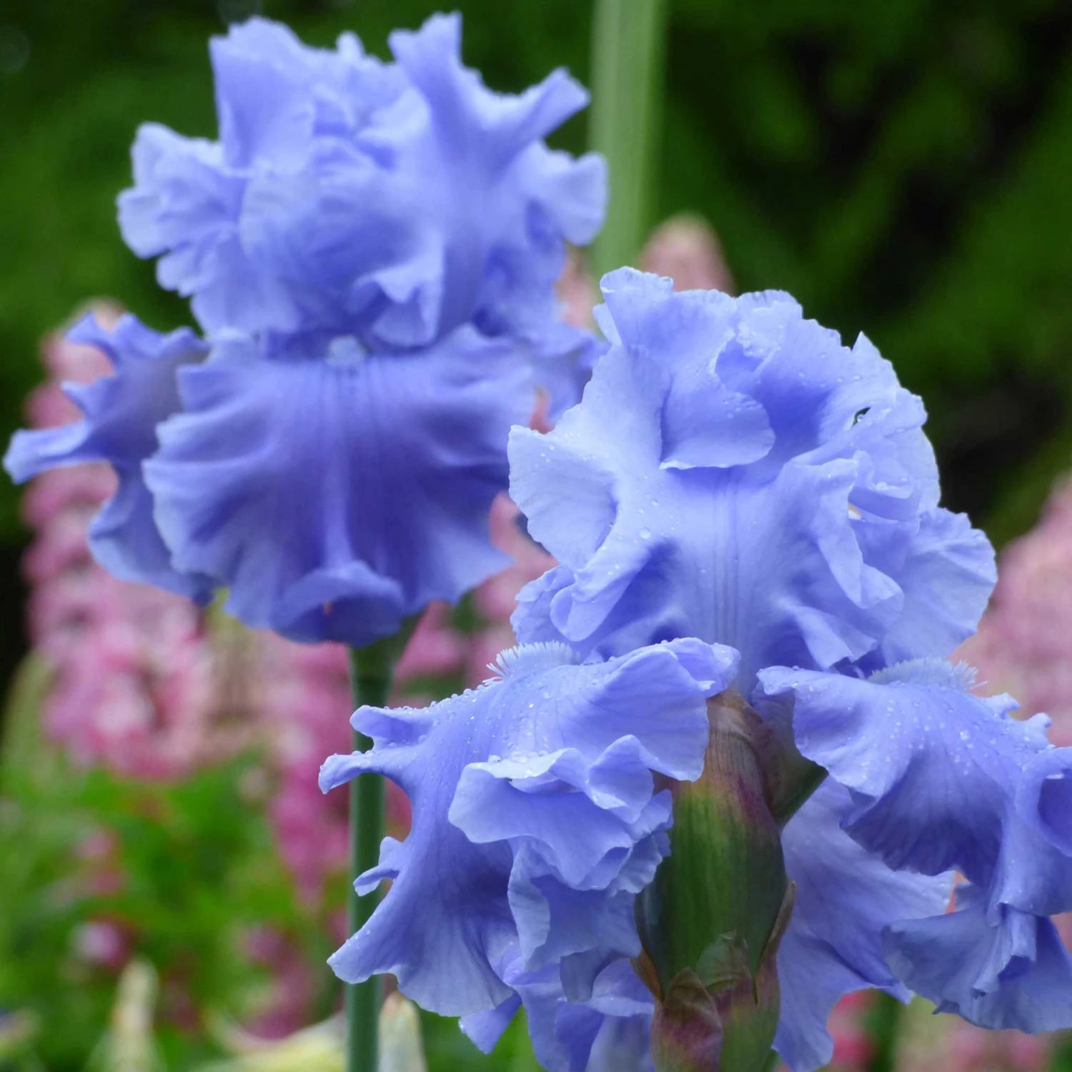 Abiqua Falls Bearded Iris Bulbs - Premium Blue Spring Flowers 2 Abiqua Falls Bearded Iris Bulbs - Premium Blue Spring Flowers - Image 2