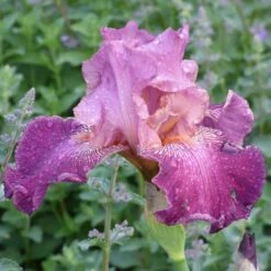 Autumn Rose Re-Blooming Bearded Iris Bulbs - Double Bloom Perennial