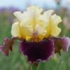 Banana Wind Bearded Iris Bulbs - Vibrant Yellow and Purple Spring Perennials