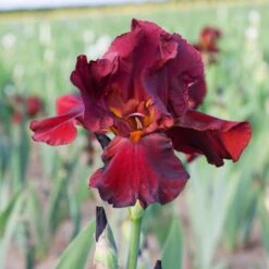 Bernice's Legacy Re-Blooming Bearded Iris - Tall Garnet Garden Bulbs