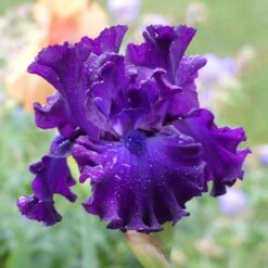 Purple Bearded Iris Bulbs - Berry Fulfilling Ruffled Perennial Flower