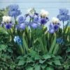 Vibrant Re-Blooming Bearded Iris Bulbs - Blue, Purple & White Garden Mix