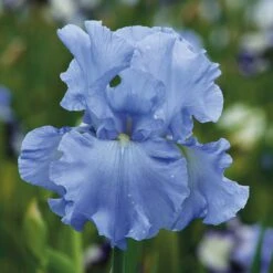 Vibrant Re-Blooming Bearded Iris Bulbs - Blue, Purple & White Garden Mix -Eden Brothers Shop bearded iris blue mix shr 3