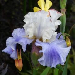 Vibrant Re-Blooming Bearded Iris Bulbs - Blue, Purple & White Garden Mix -Eden Brothers Shop bearded iris blue mix shr 4