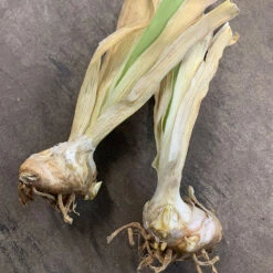 Re-Blooming Pink Bearded Iris Bulbs - Fragrant Perennial Garden Flowers 5 Re-Blooming Pink Bearded Iris Bulbs - Fragrant Perennial Garden Flowers -Eden Brothers Shop bearded iris bulbs eb 1 10