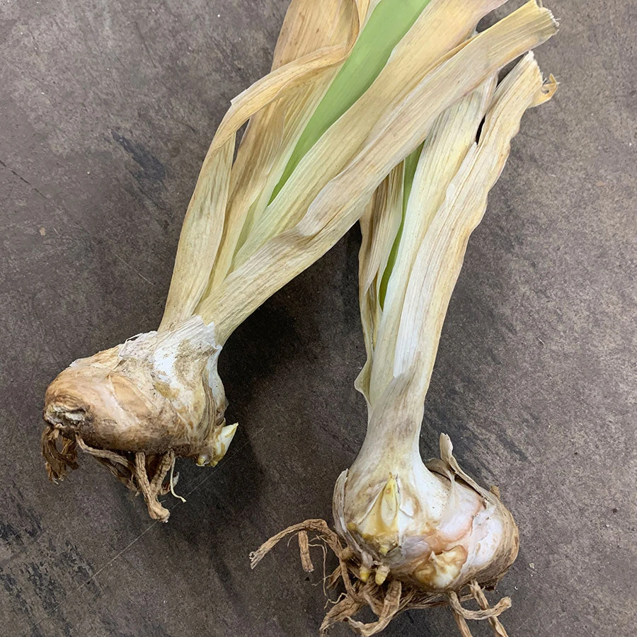 Autumn Rose Re-Blooming Bearded Iris Bulbs - Double Bloom Perennial 2 Autumn Rose Re-Blooming Bearded Iris Bulbs - Double Bloom Perennial - Image 2