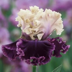 Bearded Iris Bulbs - But Darling