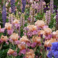Champagne and Strawberries Bearded Iris Bulbs: Fragrant Ruffled Perennials -Eden Brothers Shop bearded iris champagne strawberries shr 3 ec55bf01 f551 4c68 8666 426fb6a80336