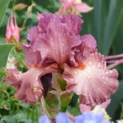 Red Bearded Iris Bulbs - Code Red Striking Cranberry Garden Perennials