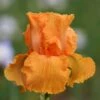 Vibrant Orange Bearded Iris Bulbs - Coup De Soleil Fragrant Perennials