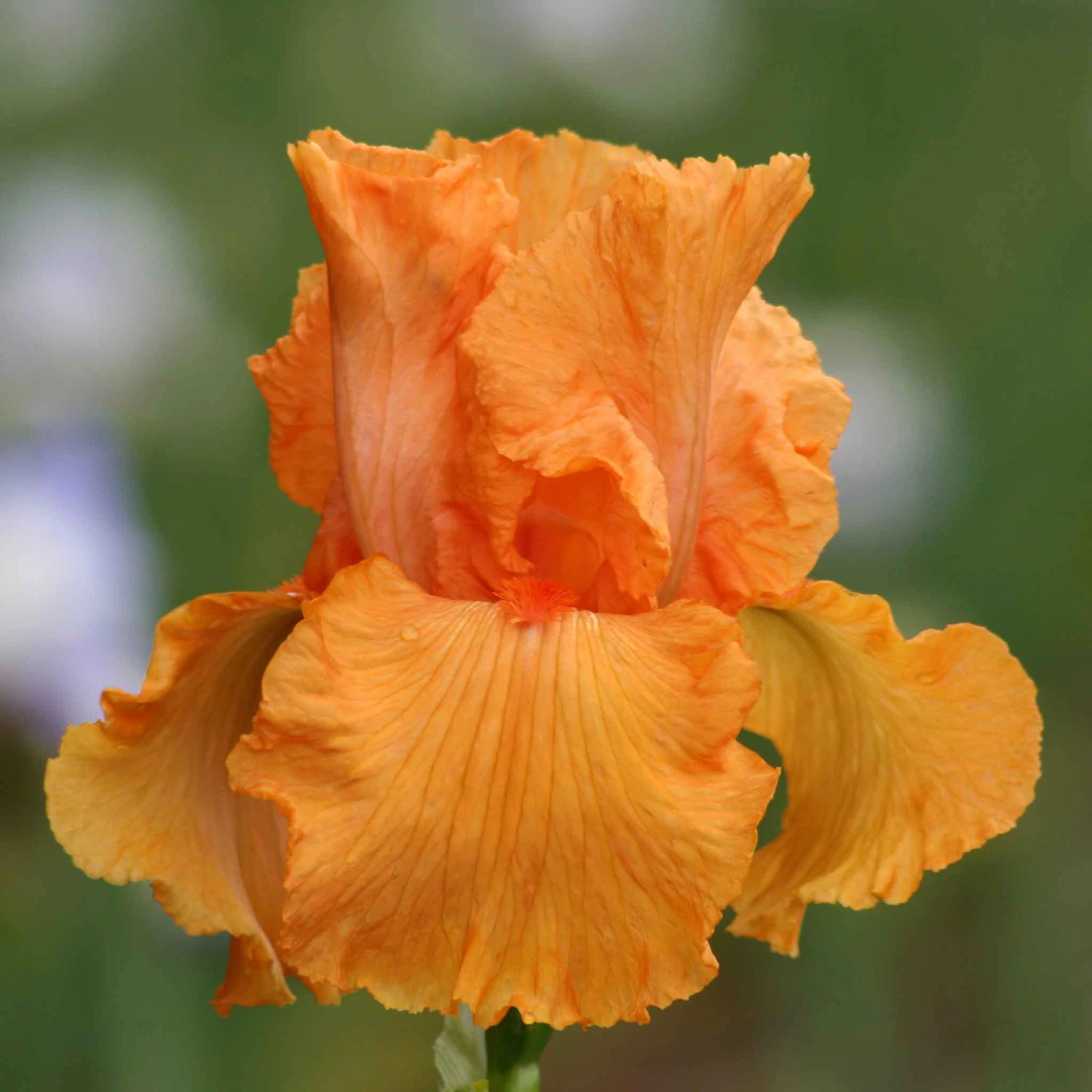 Vibrant Orange Bearded Iris Bulbs - Coup De Soleil Fragrant Perennials 1 Vibrant Orange Bearded Iris Bulbs - Coup De Soleil Fragrant Perennials