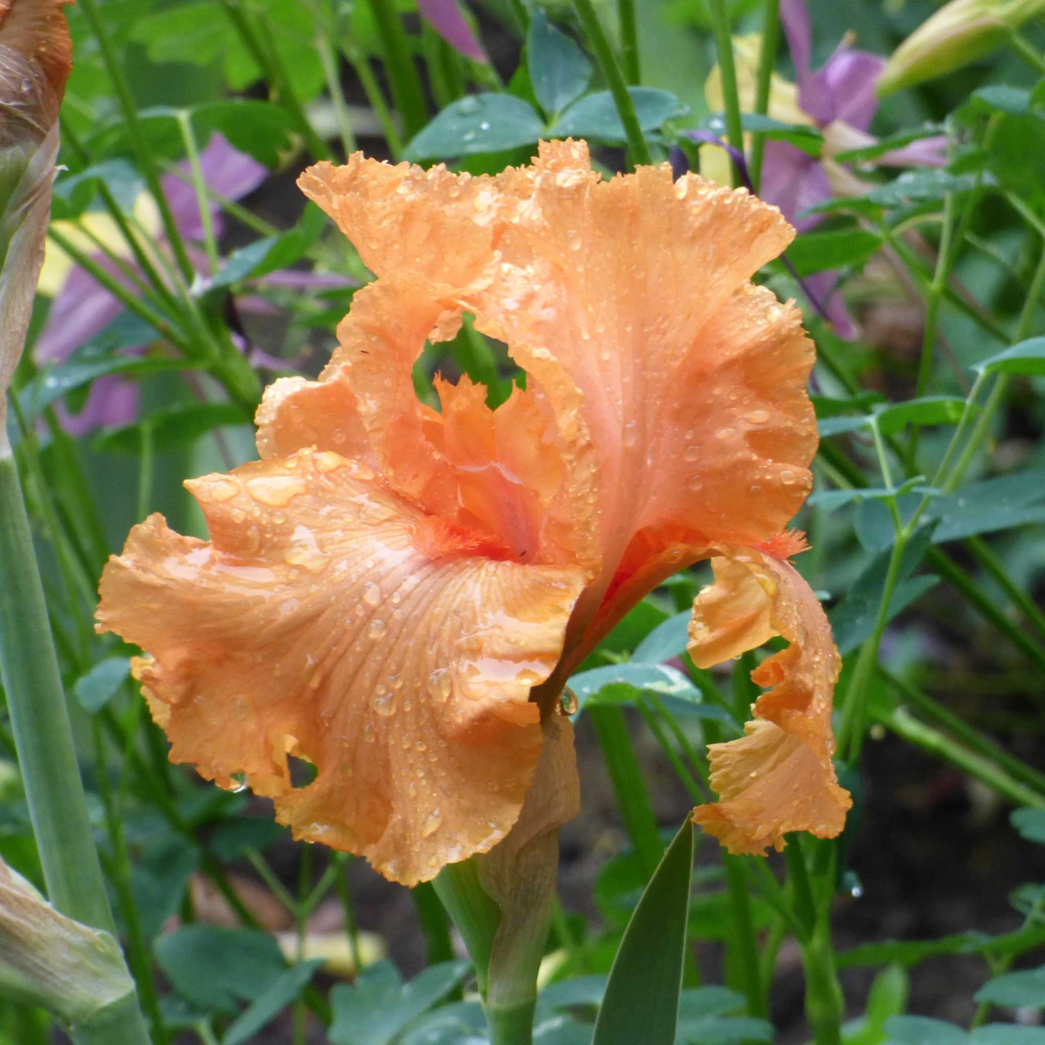Vibrant Orange Bearded Iris Bulbs - Coup De Soleil Fragrant Perennials 2 Vibrant Orange Bearded Iris Bulbs - Coup De Soleil Fragrant Perennials - Image 2