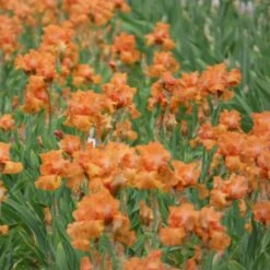 Vibrant Orange Bearded Iris Bulbs - Coup De Soleil Fragrant Perennials 6 Vibrant Orange Bearded Iris Bulbs - Coup De Soleil Fragrant Perennials -Eden Brothers Shop bearded iris coup de soleil shr 3