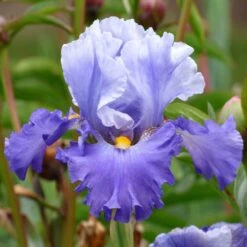 Cubs Win It Bearded Iris Bulbs - Blue & White Perennial Flower Bulbs
