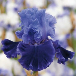 Cybergrape Bearded Iris Bulbs: Vibrant Purple & Blue Ruffled Perennials