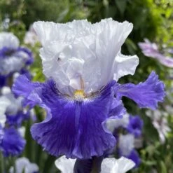 FX Schreiner Bearded Iris Bulbs - Elegant Ruffled Blue and White Blooms