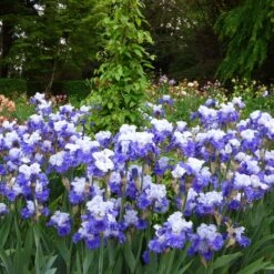 FX Schreiner Bearded Iris Bulbs - Elegant Ruffled Blue and White Blooms -Eden Brothers Shop bearded iris fx shreiner shr 3