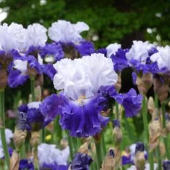 FX Schreiner Bearded Iris Bulbs - Elegant Ruffled Blue and White Blooms -Eden Brothers Shop bearded iris fx shreiner shr 4