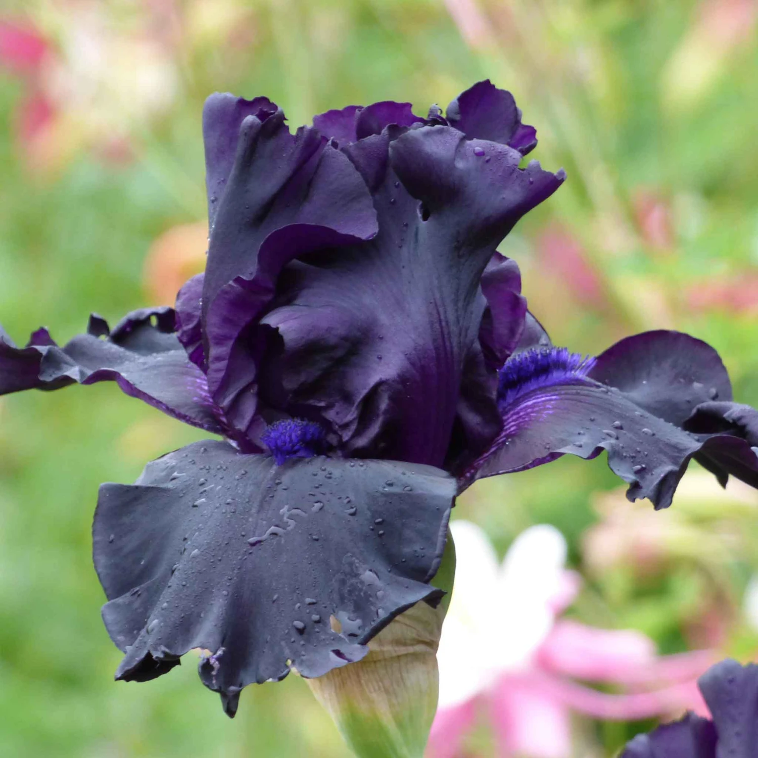 Ghost Train Bearded Iris Bulbs - Stunning Black-Violet Garden Perennials 1 Ghost Train Bearded Iris Bulbs - Stunning Black-Violet Garden Perennials