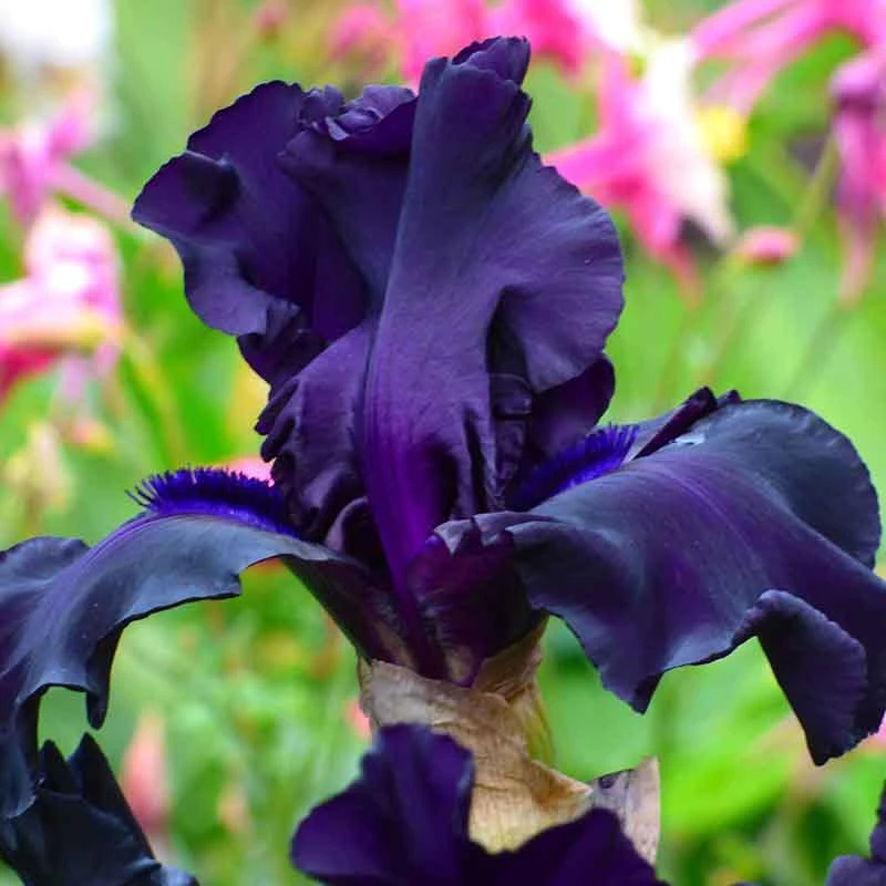 Ghost Train Bearded Iris Bulbs - Stunning Black-Violet Garden Perennials 2 Ghost Train Bearded Iris Bulbs - Stunning Black-Violet Garden Perennials - Image 2