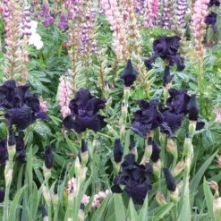 Ghost Train Bearded Iris Bulbs - Stunning Black-Violet Garden Perennials 6 Ghost Train Bearded Iris Bulbs - Stunning Black-Violet Garden Perennials -Eden Brothers Shop bearded iris ghost train shr 3