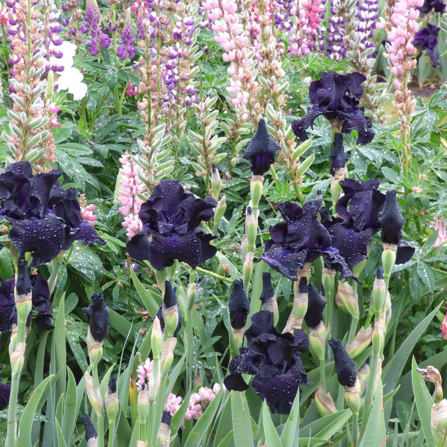 Ghost Train Bearded Iris Bulbs - Stunning Black-Violet Garden Perennials 3 Ghost Train Bearded Iris Bulbs - Stunning Black-Violet Garden Perennials - Image 3