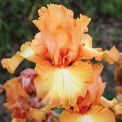 Vibrant Orange Bearded Iris Bulbs - Great Balls of Fire Perennial