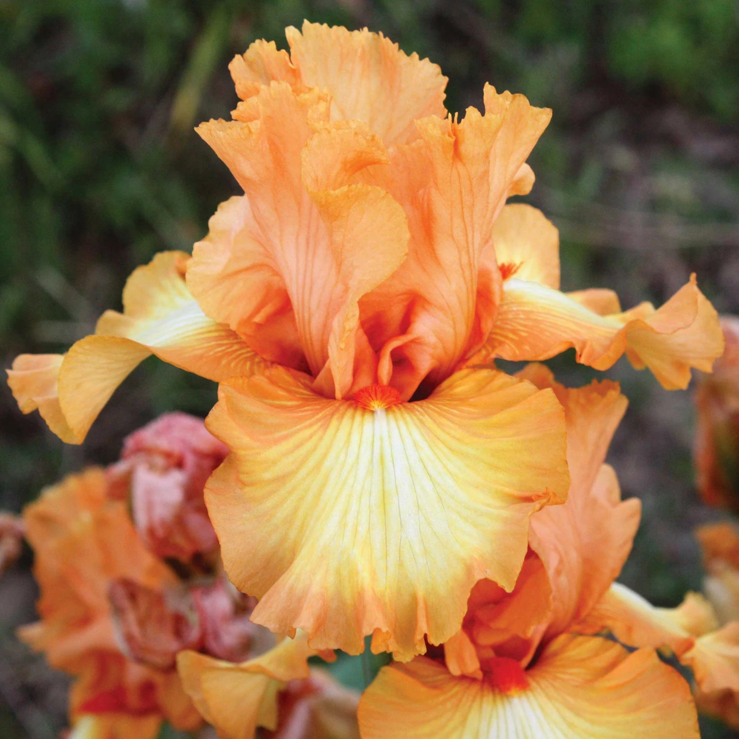 Vibrant Orange Bearded Iris Bulbs - Great Balls of Fire Perennial 1 Vibrant Orange Bearded Iris Bulbs - Great Balls of Fire Perennial